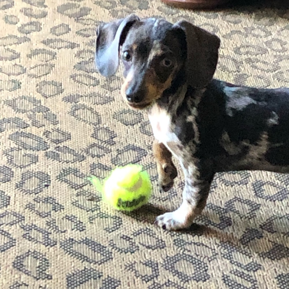 Meet your Posher, Kristi